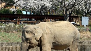 서울대공원, 59세 국내 최고령 코끼리 ‘사쿠라’ 사망