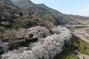 국내 최대 규모 하동 화개장터 벚꽃축제 4년 만에 개최