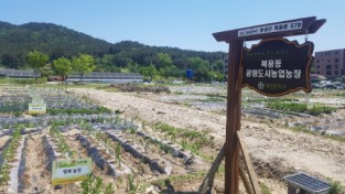 대전시농업기술센터, 행복농장 텃밭 분양