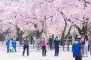 영등포구, ‘제17회 영등포 여의도 봄꽃축제’ 4년 만에 전면 개최